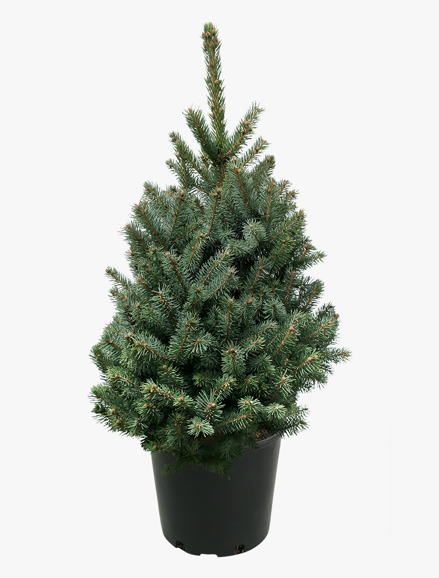 Houseplant, HD Png Download