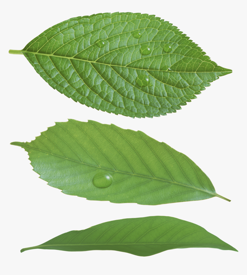 Real Green Leaf Png, Transparent Png