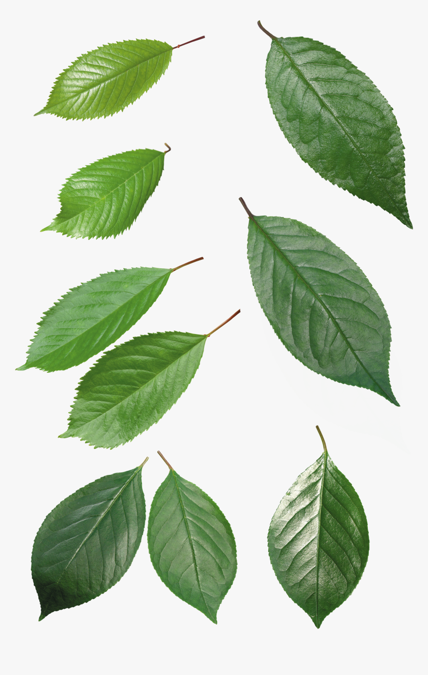 Leaf Top Png, Transparent Png