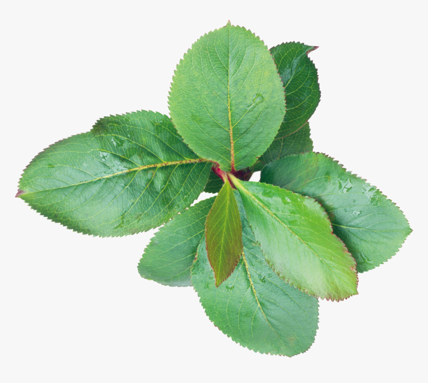 Rose Leaf Png - Листья Абрикоса Пнг, Transparent Png