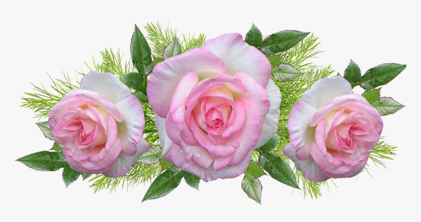 Roses, Pink, Flowers, Perfume, Leaves, Arrangement - Garden Roses, HD Png Download