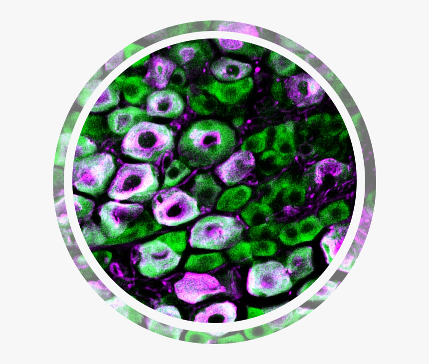 Pain Research - Circle, HD Png Download