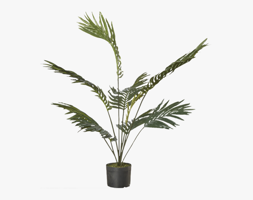 Houseplant, HD Png Download