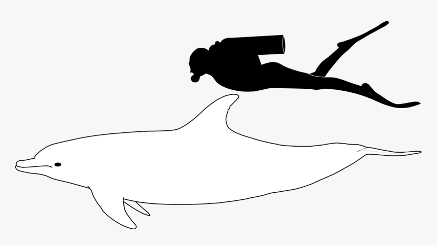 Bottlenose Dolphin Size - Bottlenose Dolphin Compared To Human, HD Png Download