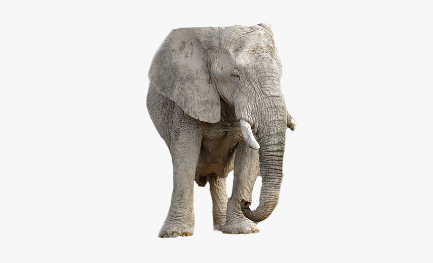 Elephant, Animal, Africa, Transparent Background - ช้าง พื้น หลัง สี ขาว, HD Png Download