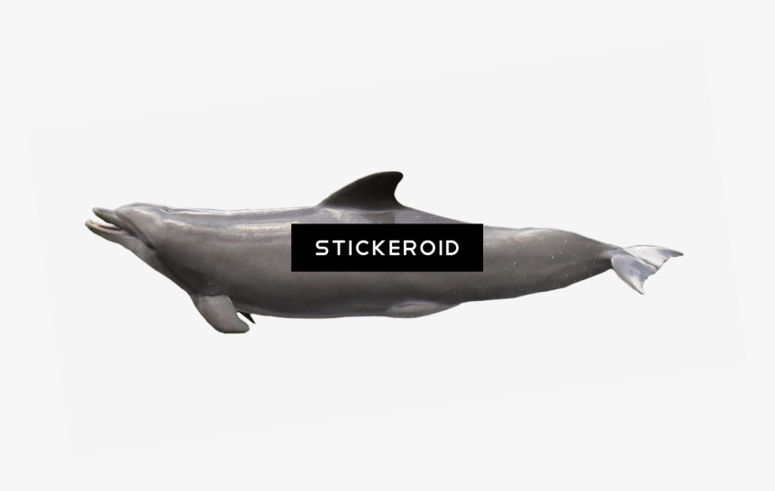 Common Bottlenose Dolphin , Png Download - Common Bottlenose Dolphin, Transparent Png