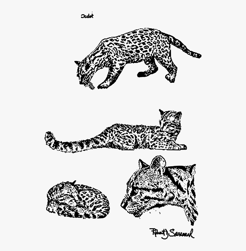 Jaguar Clipart Ocelot - Ocelote Para Colorear, HD Png Download