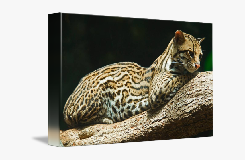 Clip Art By Rob German - Ocelot, HD Png Download
