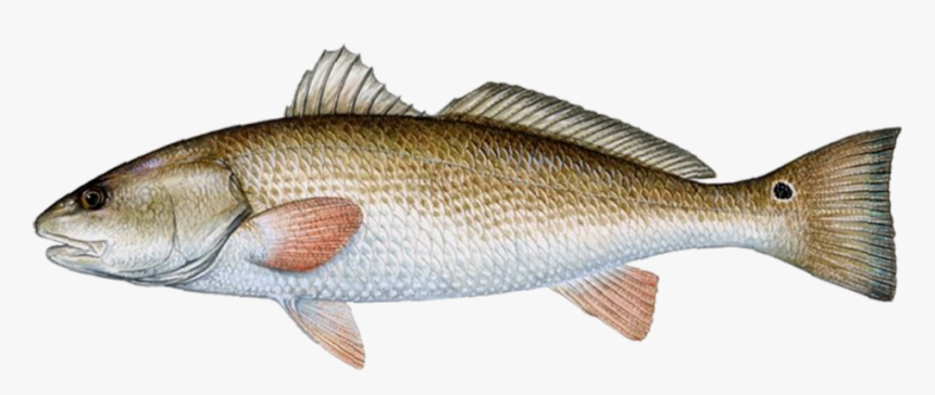 Red Drum Png, Transparent Png