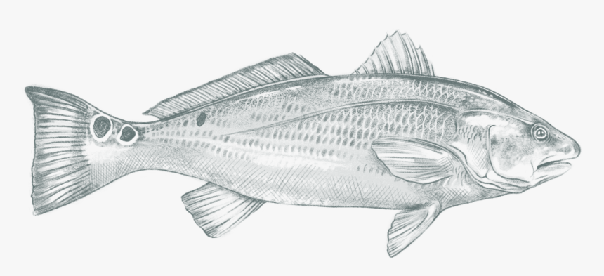 Yellow Belly Bullhead, HD Png Download