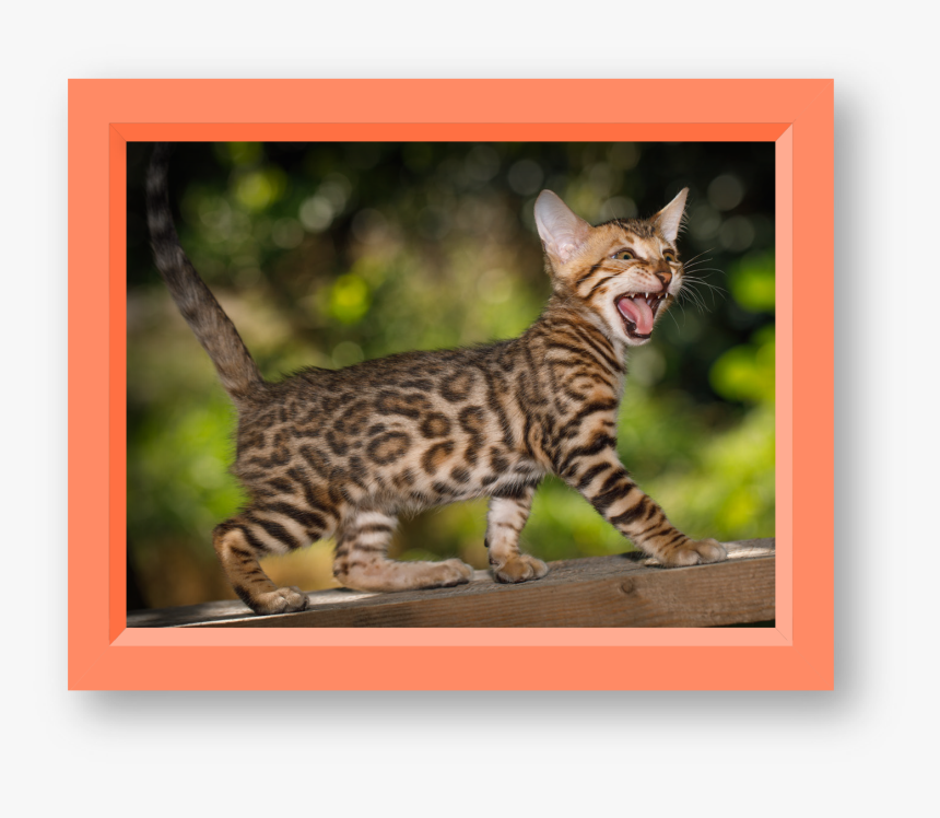 Ocelot, HD Png Download