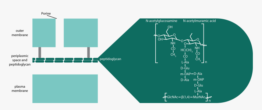 Diagram, HD Png Download