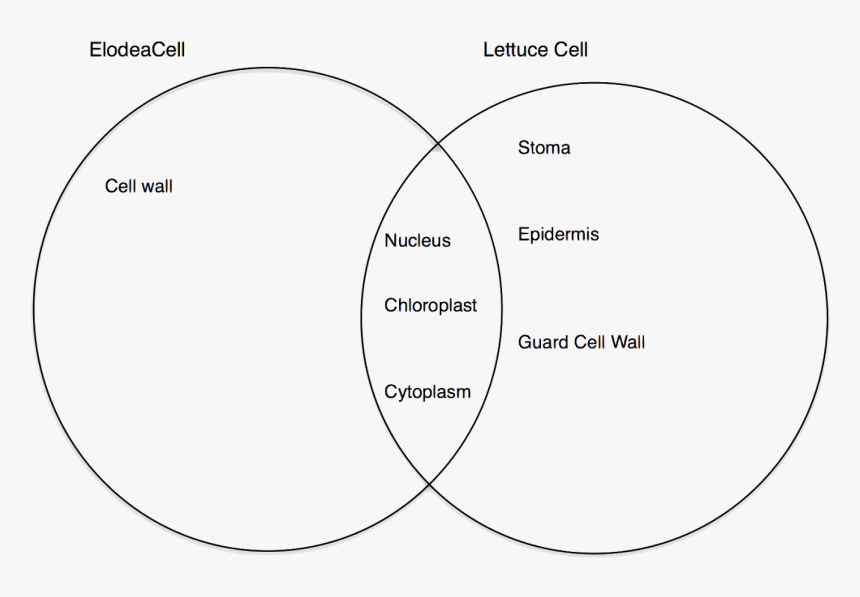 Circle, HD Png Download