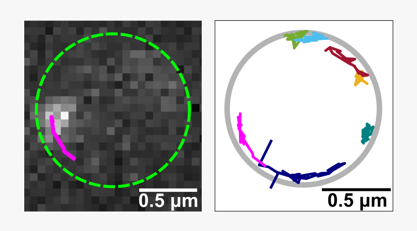 Circle, HD Png Download