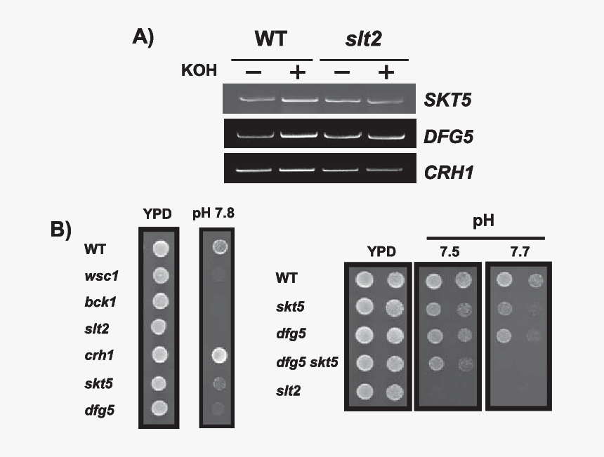 Number, HD Png Download