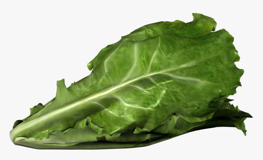 Romaine Lettuce Bent, HD Png Download