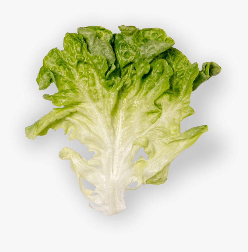 Romaine Lettuce, Hd Png Download , Png Download - Romaine Lettuce, Transparent Png