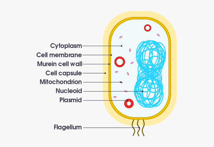 Organelles Meaning, HD Png Download