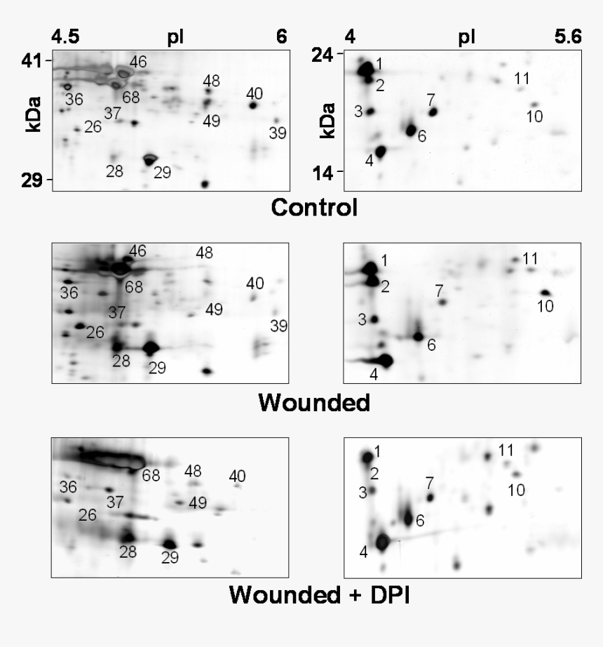 Proteomicsdpi - Monochrome, HD Png Download