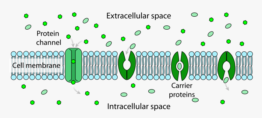 Extracellular Space Vs Intracellular Space, HD Png Download