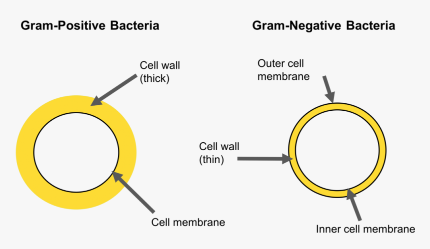 Circle, HD Png Download