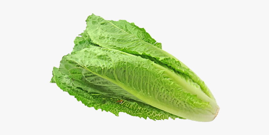 Prices For Romaine Unpredictable As Product Returns - Dibujo Lechuga Sin Fondo, HD Png Download