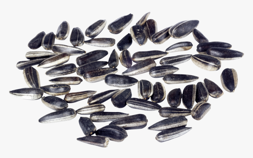 Sunflower Seeds Png Image - Seeds Sunflower Cartoon, Transparent Png