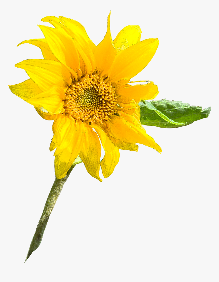 Sunflower Seed Annual Plant Sunflower M Sunflowers - Common Sunflower, HD Png Download