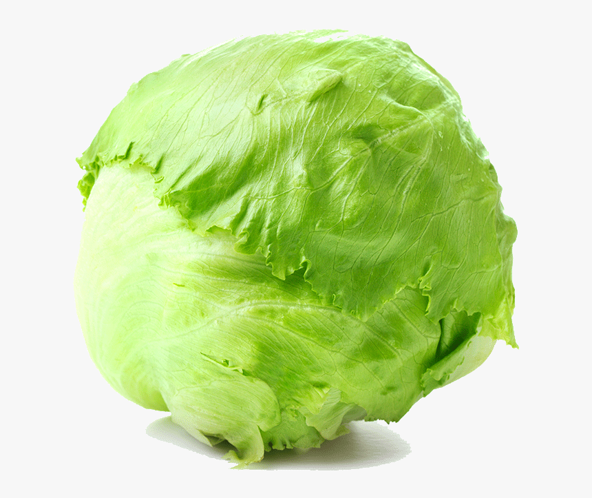 Transparent Lettuce Png - Lechuga Repollada, Png Download