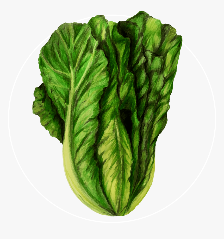 Attribute Motif Lettuce White - Chard, HD Png Download