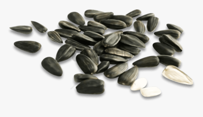 Free Png Download Sunflower Seed Png Png Images Background - Семечки Пнг, Transparent Png