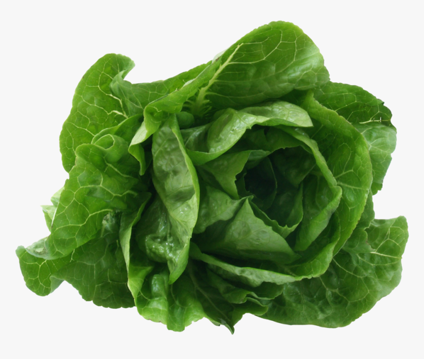 Romaine Lettuce - Lettuce Scientific Name, HD Png Download