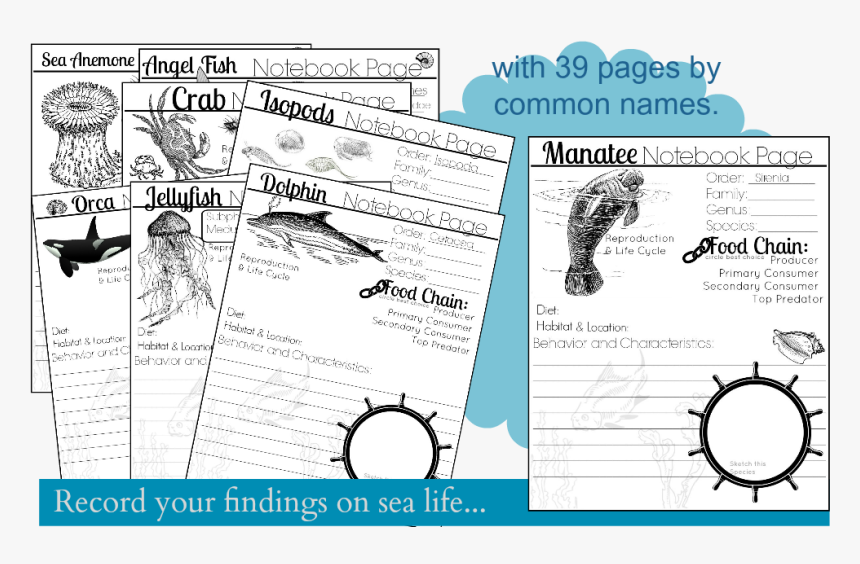 Diagram, HD Png Download