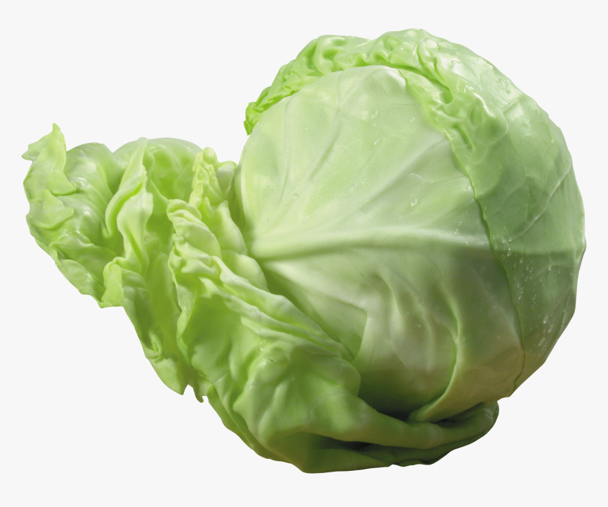 Download This High Resolution Cabbage Transparent Png - Cabbage Png, Png Download