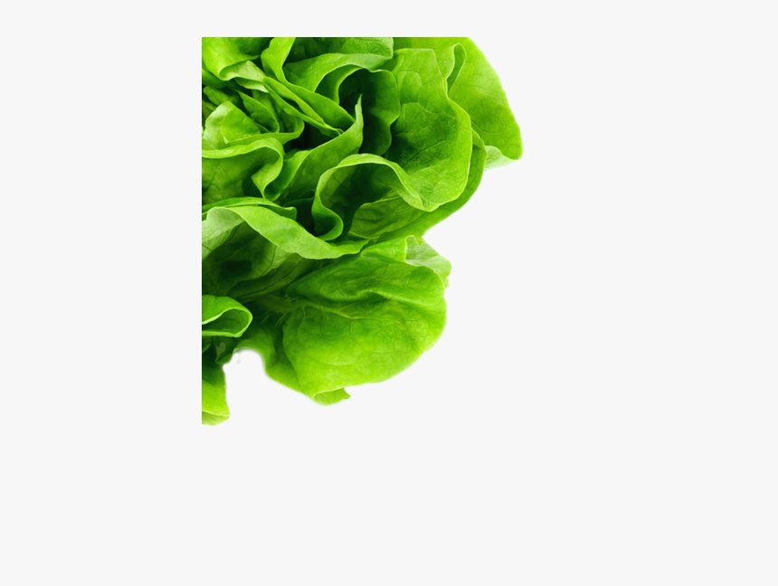 Lettuce-bg, HD Png Download