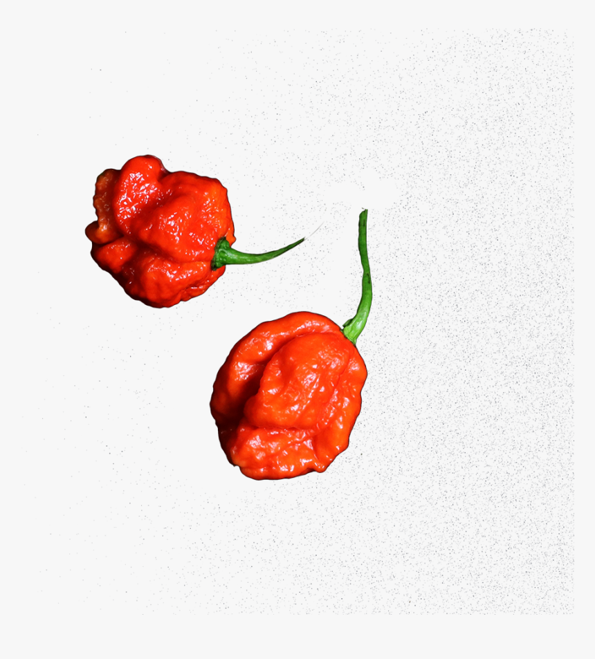 De Carolina Reaper Is De Allerheetste Chilipeper Ter - Illustration, HD Png Download