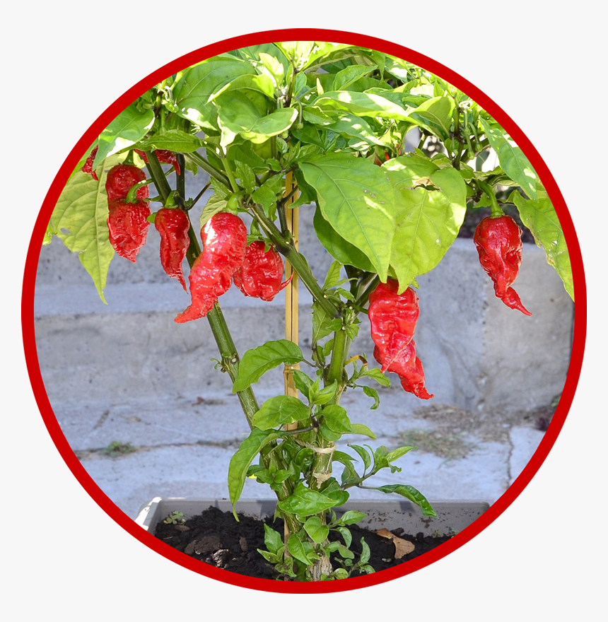 Carolina Reaper Reaper Pepper, HD Png Download