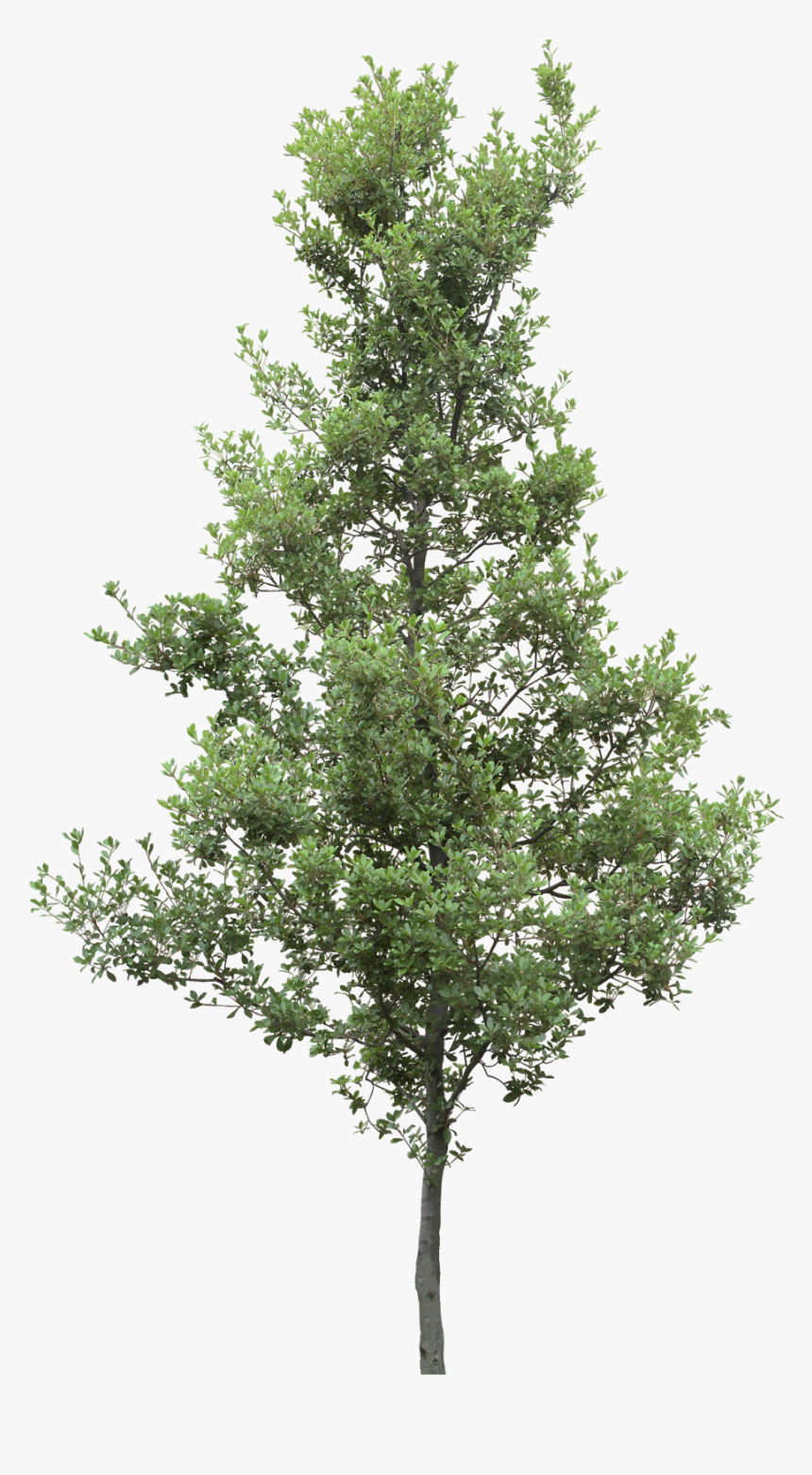 Pine Trees Png - Christmas Tree, Transparent Png