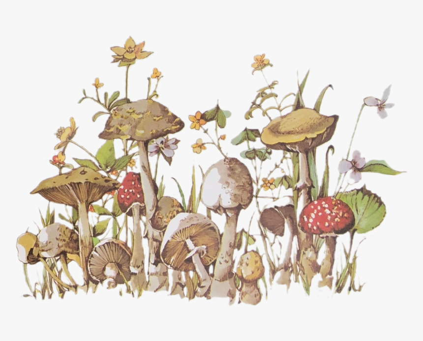 Image - Hongos, HD Png Download