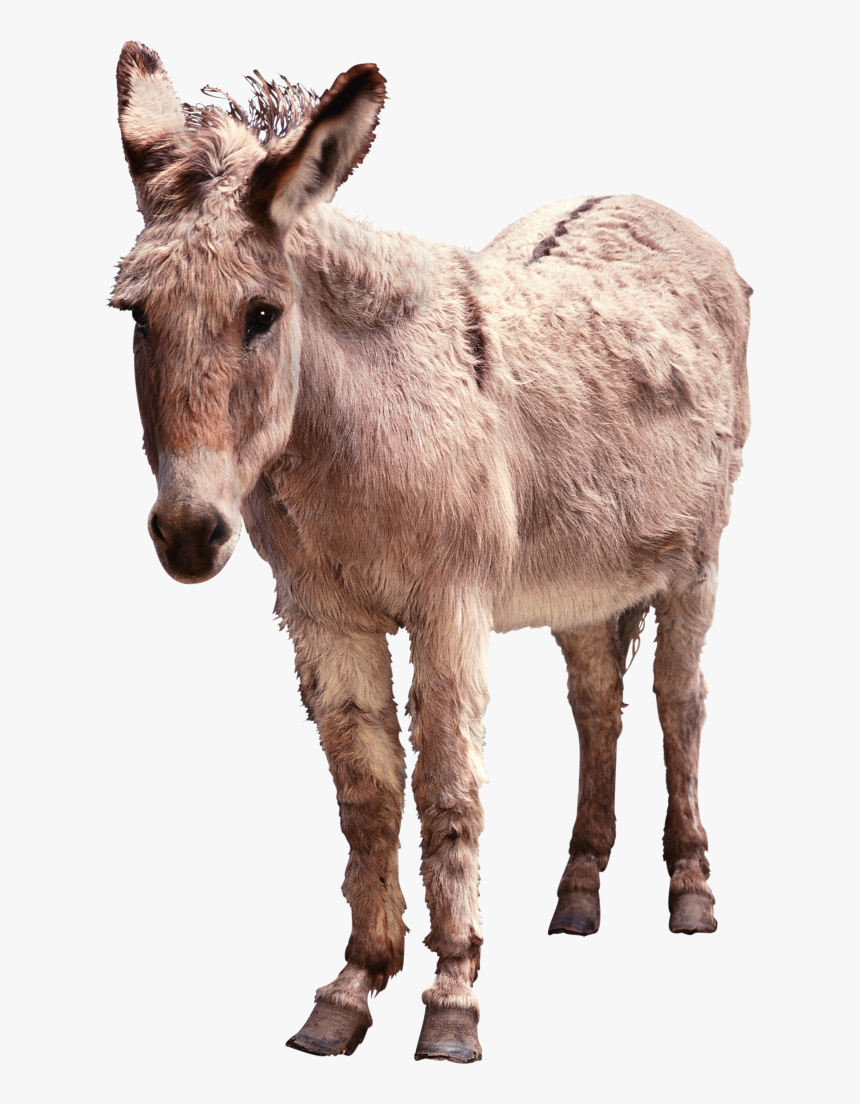 Transparent Background Donkey Png, Png Download