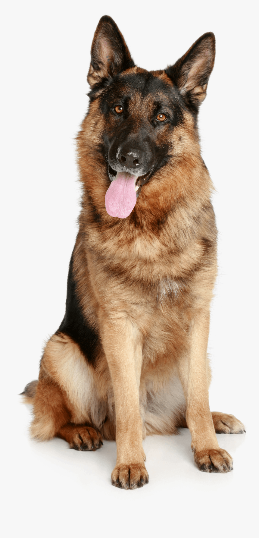 German Shepherd Transparent, HD Png Download