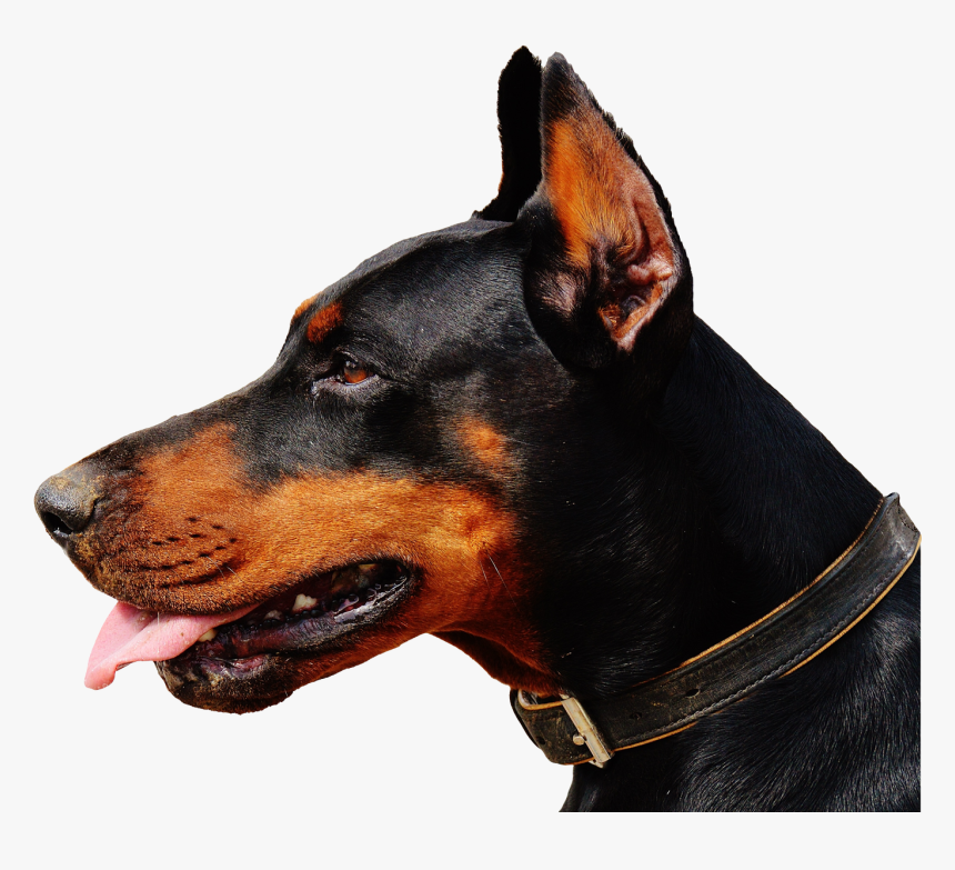 Doberman Dog Png Transparent Image - Doberman Png, Png Download