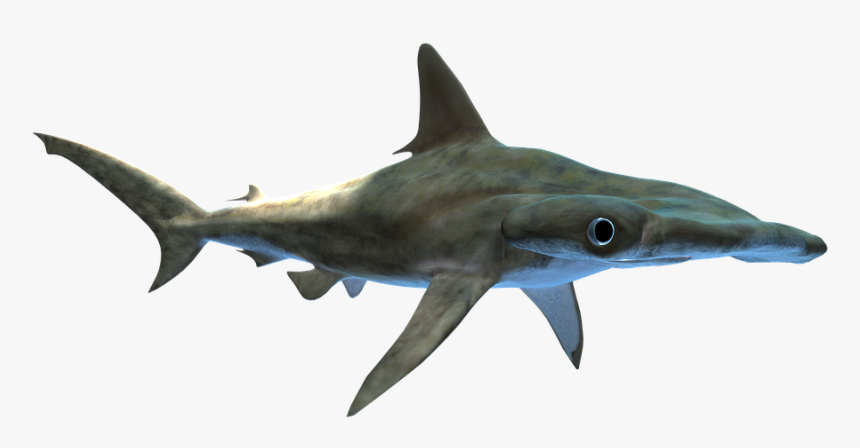 Shark, Hammerhead, Predator, Wildlife, Fish, Aquatic - Bull Shark, HD Png Download