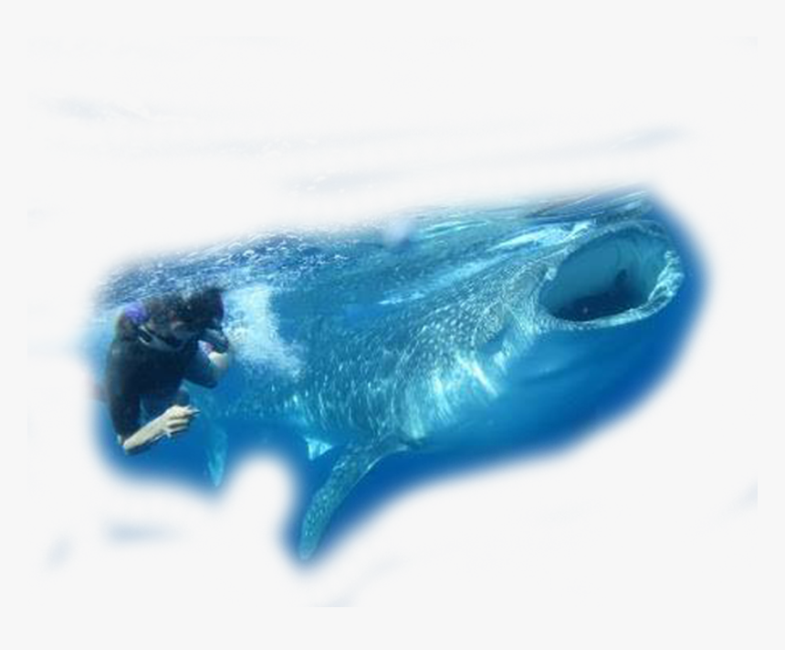 Tiburon Ballena - Nado Con Tiburon Ballena Png, Transparent Png