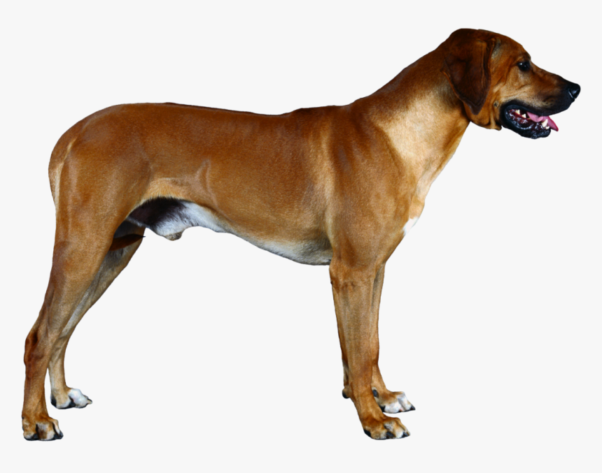 Dog Images Hd Png, Transparent Png