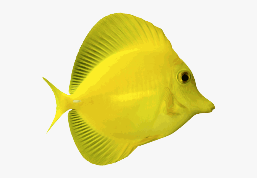 Download Angelfish Png Free Download - Translucent Fishes Transparent Background, Png Download