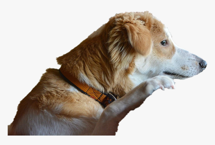 Dog Looking Transparent Png - Melancholic Dog, Png Download