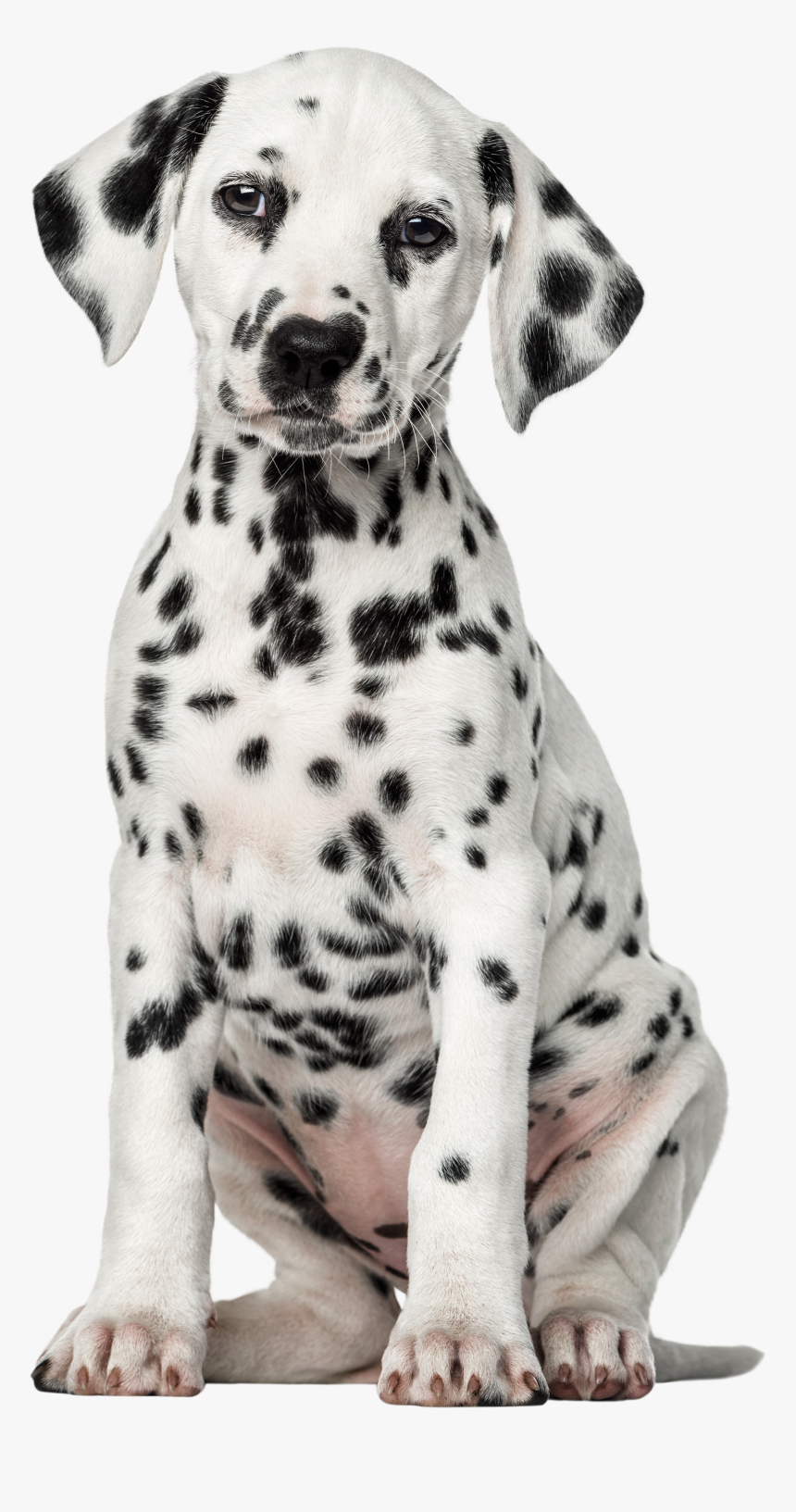 Dalmatian Dog Png Clip Art Dog Png Puppy Dalmatian, Transparent Png