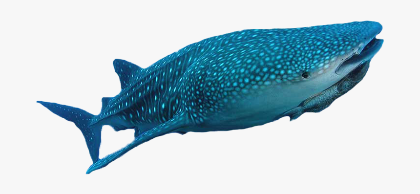 Whale Shark, HD Png Download