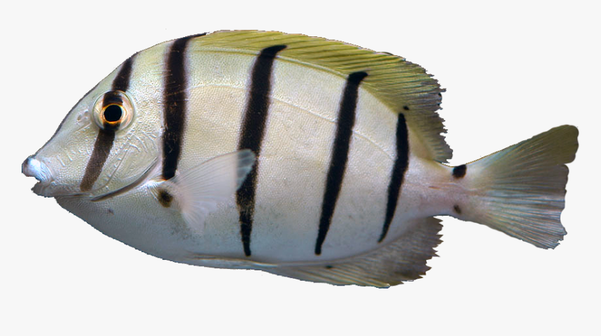 Transparent Tang Png - Convict Tang, Png Download